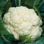 Amazing Cauliflower Seeds
