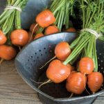 Atlas Carrot Seeds