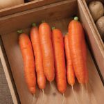 Bolero (F1) Carrot Seeds