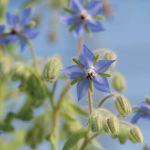 Borage Organic Seeds