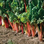 Bright Lights Swiss Chard Seeds