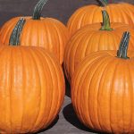 Charisma PMR (F1) Pumpkin Seeds