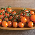 Clementine Organic (F1) Tomato Seeds