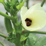 Clemson Spineless Organic Okra Seeds