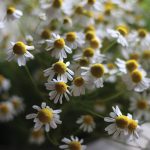 Common Chamomile Herb Seeds