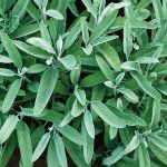 Common Sage Organic Herb Seeds