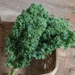 Darkibor (F1) Kale Seeds