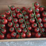 Edox (F1) Tomato Seeds