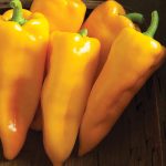 Escamillo Organic (F1) Corno di Toro Pepper Seeds