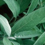 Extrakta Sage Seeds