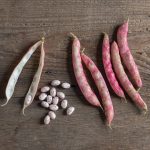 Flambo Bean Seeds