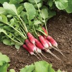 French Breakfast Radish Seeds