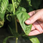 Genovese Basil Seeds