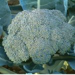 Gypsy (F1) Broccoli Seeds