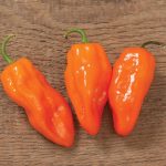 Helios (F1) Habanero Pepper Seeds