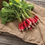 Nelson Radish Seeds