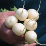 Pearl Organic (F1) Radish Seeds