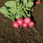 Pink Beauty Organic Radish Seeds