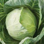 Primo Vantage (F1) Cabbage Seeds