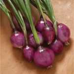 Purplette Onion Seeds