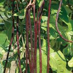 Red Noodle Bean Seeds