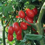 Red Pearl Organic Tomato Seeds