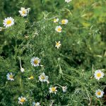 Roman Chamomile Herb Seeds