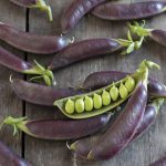 Royal Snap II Pea Seeds