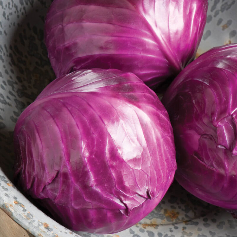 Ruby Perfection (F1) Cabbage Seeds – Bethrat AlHayat