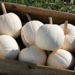 Snowball (F1) Pumpkin Seeds