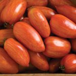 Speckled Roman Organic Tomato Seeds