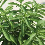 Stevia Organic Herb Seeds
