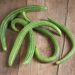 Striped Armenian Cucumber Seeds