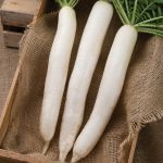 Summer Cross No. 3 (F1) Radish Seeds