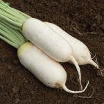Summit (F1) Radish Seeds