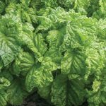 Tuscany Basil Seeds