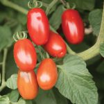 Valentine Organic (F1) Tomato Seeds