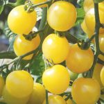 White Cherry Organic Tomato Seeds