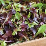 Wildfire Lettuce Mix Vegetable Seeds