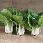 Win-Win Choi (F1) Green Seeds