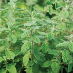 Palestinian Organic Zaatar Seeds