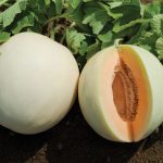 Honey Orange (F1) Melon Seeds