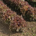 Red Saladbowl Organic Lettuce Seeds