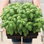 Prospera® DMR (PS5) Organic (F1) Basil Seeds