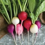 Easter Egg II Radish Seeds