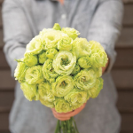 Roseanne 2 Clear Green Pelleted (F1) Lisianthus Seeds