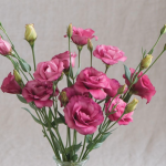 Arena III Red Pelleted (F1) Lisianthus Seeds