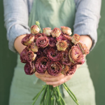 Roseanne 3 Brown Pelleted (F1) Lisianthus Seeds