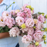 Voyage 2 Pink Improved Pelleted (F1) Lisianthus Seeds