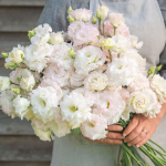 Voyage 2 First Love Pelleted (F1) Lisianthus Seeds
